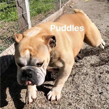 English Bulldog Dogs Available for Adoption in Spring Hill, Kansas - Puddles | PetCurious