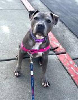 American Staffordshire Terrier and American Bulldog Dogs Available for Adoption - Tyla, Supr Friendly Family Beauty! | PetCurious