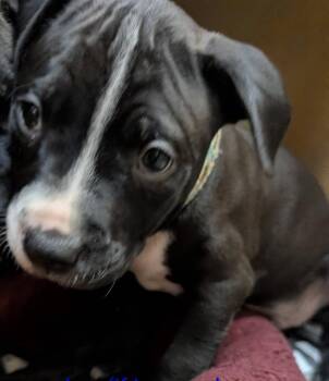 Achilles -  Mixed Breed Dog for Adoption in Warren, Michigan - Achilles | PetCurious