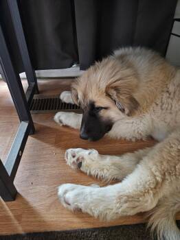 Muppet -  Anatolian Shepherd Dog for Adoption in Bountiful, Utah - Muppet | PetCurious