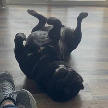 Cane Corso Dogs Available for Adoption - Rhea | PetCurious