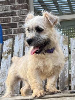 Smurfette -  Terrier Dog for Adoption in Horn Lake, Mississippi - Smurfette | PetCurious