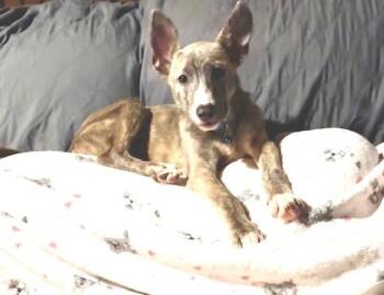 Rescue Dutch Shepherd Dogs for Adoption in New Martinsville, West Virginia - Chucky | PetCurious