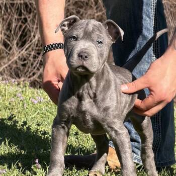 Pit Bull Terrier and Mixed Breed Dogs Available for Adoption - Apolo | PetCurious