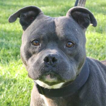 Rescue Mixed Breed Dogs for Adoption in Allentown, Pennsylvania - Ford | PetCurious