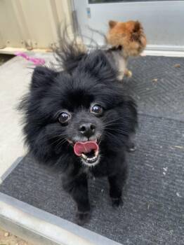 Paisley -  Pomeranian and Chihuahua Dog for Adoption in Penns Grove, New Jersey - Paisley | PetCurious