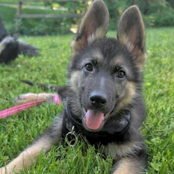 German Shepherd Dog Dogs Available for Adoption in Potomac, Maryland - Bailey | PetCurious