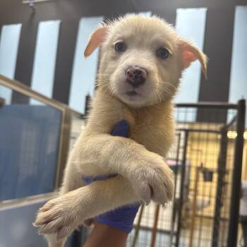 Hessa -  Shepherd Dog for Adoption in Edinburg, Texas - Hessa | PetCurious