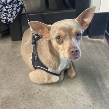 Chihuahua Dogs Available for Adoption - Winny | PetCurious