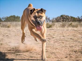 MACY -  Mixed Breed Dog for Adoption in Santa Fe, New Mexico - MACY | PetCurious