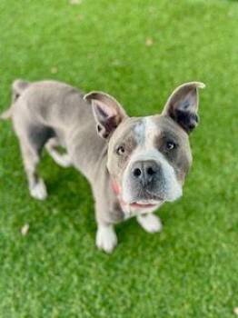 Rescue Pit Bull Terrier Dogs for Adoption in Eagle, Idaho - Jeff **Courtesy Post. Out Of Town Pet. See Below For Details** | PetCurious