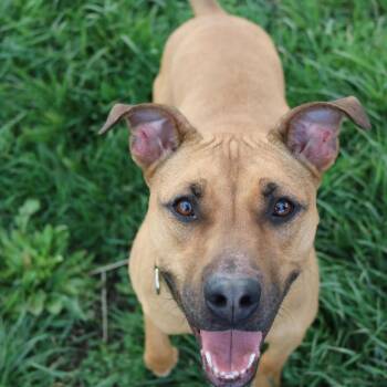 Rhodesian Ridgeback and American Staffordshire Terrier Dogs Available for Adoption in La Grande, Oregon - Cocoa | PetCurious