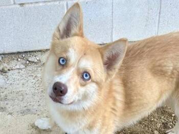 Mixed Breed Dogs Available for Adoption in Georgetown, Texas - Crumpet | PetCurious