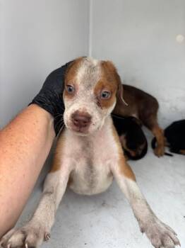 Yuni -  Mixed Breed Dog for Adoption in Mobile, Alabama - Yuni | PetCurious
