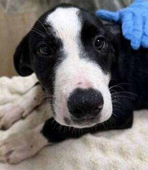 Jax -  Mixed Breed Dog for Adoption in Vancouver, Washington - Jax | PetCurious