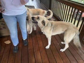 Anatolian Shepherd and Mixed Breed Dogs Available for Adoption in Blue Ridge, Georgia - Oakley | PetCurious