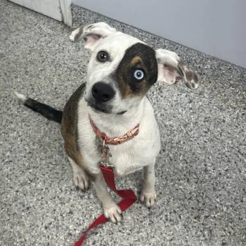 Funfetti -  Mixed Breed Dog for Adoption in Decatur, Georgia - Funfetti | PetCurious