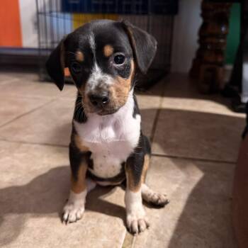 ZINNIA -  Chiweenie Dog for Adoption in Fosters, Alabama - ZINNIA | PetCurious