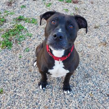 Rescue Boxer and Pit Bull Terrier Dogs for Adoption in Hutchinson, Minnesota - Damon | PetCurious