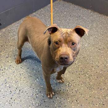TUSC-Stray-85844 -  Pit Bull Terrier Dog for Adoption in Tuscaloosa, Alabama - TUSC-Stray-85844 | PetCurious