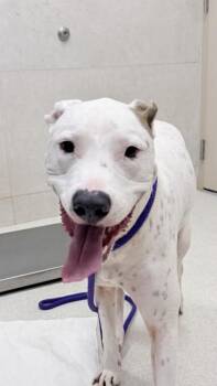 Smokie -  Dogo Argentino and Catahoula Leopard Dog Dog for Adoption in Honolulu, Hawaii - Smokie | PetCurious
