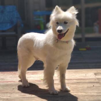 Elsa -  Samoyed Dog for Adoption in Sinking Spring, Pennsylvania - Elsa | PetCurious