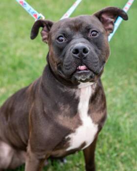 Richard -  Pit Bull Terrier and Mixed Breed Dog for Adoption in Pequot Lakes, Minnesota - Richard | PetCurious