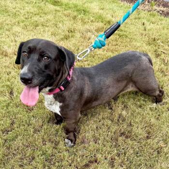 Charity -  Labrador Retriever and Basset Hound Dog for Adoption in Buford, Georgia - Charity | PetCurious