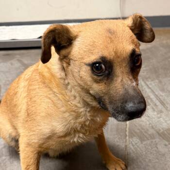 Shepherd and Mixed Breed Dogs Available for Adoption in Yuma, Arizona - Felicty | PetCurious