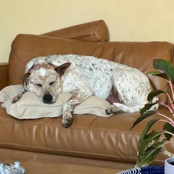 Bleu -  Mixed Breed and Cattle Dog Dog for Adoption in San Diego, California - Bleu | PetCurious