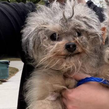 Spooky Scary Skeleton -  Yorkshire Terrier Dog for Adoption in Northbrook, Illinois - Spooky Scary Skeleton | PetCurious