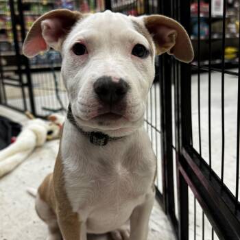 Madam Mim -  American Staffordshire Terrier Dog for Adoption in Portland, Maine - Madam Mim | PetCurious