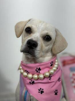 Bebechi-One of our Amazing Rescue Dogs -  Pug and Beagle Dog for Adoption in Carlsbad, California - Bebechi-One Of Our Amazing Rescue Dogs | PetCurious