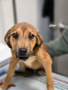 Rescue Beagle and Labrador Retriever Dogs for Adoption in Clinton, South Carolina - Groot | PetCurious
