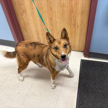 Sasha -  Mixed Breed Dog for Adoption in Saint Joseph, Missouri - Sasha | PetCurious
