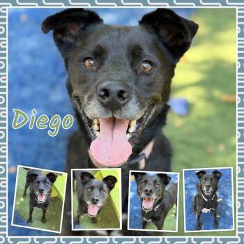 Diego -  Labrador Retriever and Mixed Breed Dog for Adoption in Fort Smith, Arkansas - Diego | PetCurious