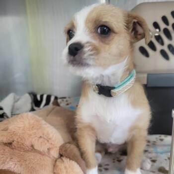 Jack Russell Terrier Dogs Available for Adoption - Russell | PetCurious