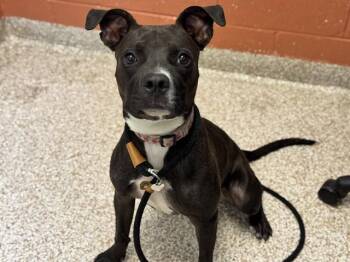 SCRAMBLE -  Pit Bull Terrier and Mixed Breed Dog for Adoption in Pueblo, Colorado - SCRAMBLE | PetCurious