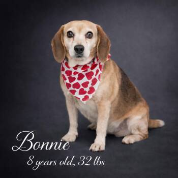 Beagle Dogs Available for Adoption - Bonnie | PetCurious