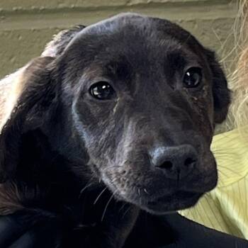 Retriever Dogs Available for Adoption in Baltimore, Maryland - Twix | PetCurious