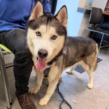 Waffles -  Husky Dog for Adoption in Philadelphia, Pennsylvania - Waffles | PetCurious