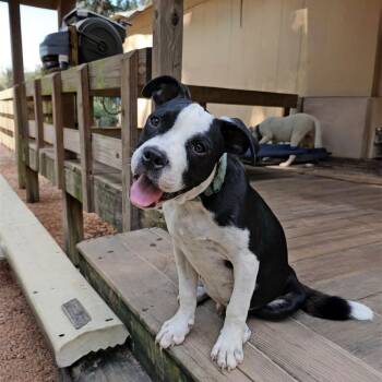 Zippy -  Mixed Breed Dog for Adoption in Bonifay, Florida - Zippy | PetCurious