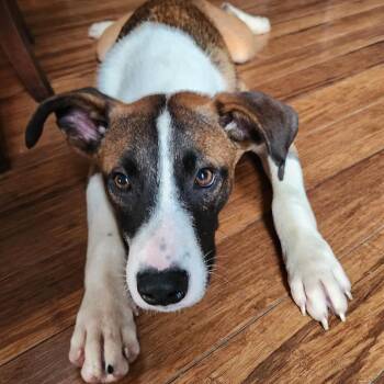 Calvin -  Feist Dog for Adoption in Normal, Illinois - Calvin | PetCurious