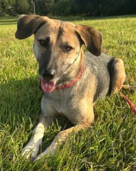 Rescue Shepherd Dogs for Adoption in Washington, District Of Columbia - Lulu | PetCurious