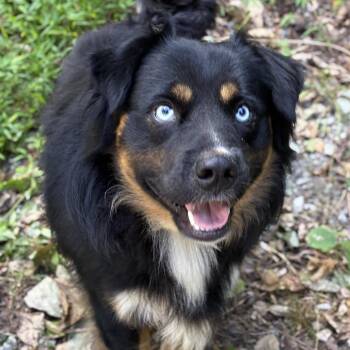 Blue -  Australian Shepherd and Mixed Breed Dog for Adoption - Blue | PetCurious