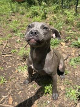 Aurora -  Mixed Breed Dog for Adoption in Yellville, Arkansas - Aurora | PetCurious