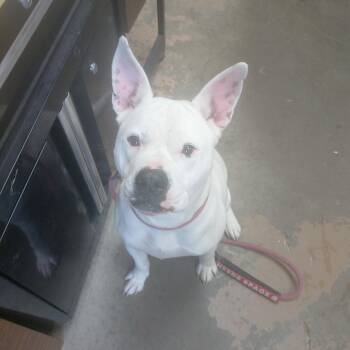 Staffordshire Bull Terrier Dogs Available for Adoption in Carrollton, Ohio - 26-040 | PetCurious