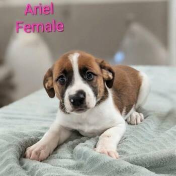 Ariel -  Retriever and Mixed Breed Dog for Adoption in Griswold, Connecticut - Ariel | PetCurious