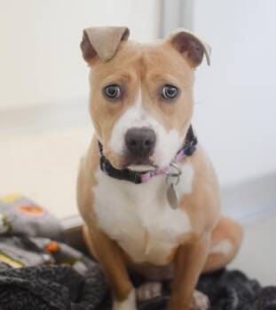 English Bulldog and Pit Bull Terrier Dogs Available for Adoption in Pontiac, Michigan - Poptart | PetCurious