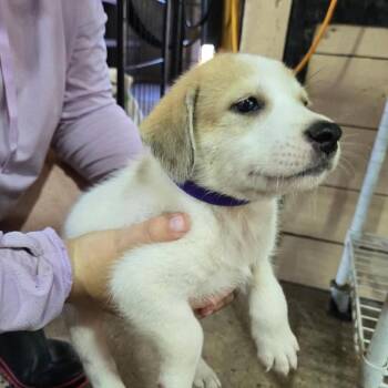 Cheerilee *Arriving 9/12* D12328 -  Labrador Retriever and Border Collie Dog for Adoption - Cheerilee *Arriving 9/12* D12328 | PetCurious